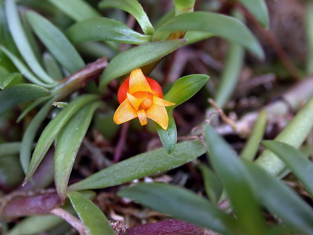 Гвинейские облачные колокольчики зацвели в тверском Ботаническом саду