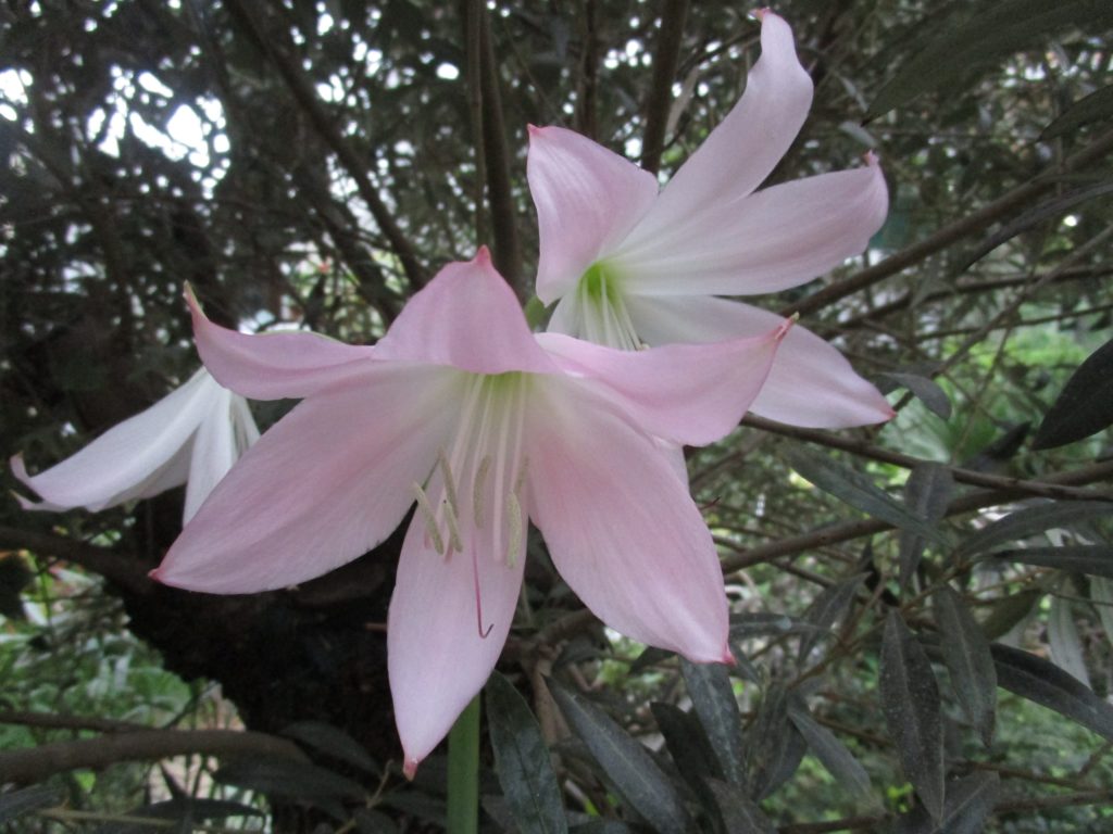 В Тверском Ботаническом саду распустились цветы из Южной Африки В Тверском Ботаническом саду распустились цветы из Южной Африки