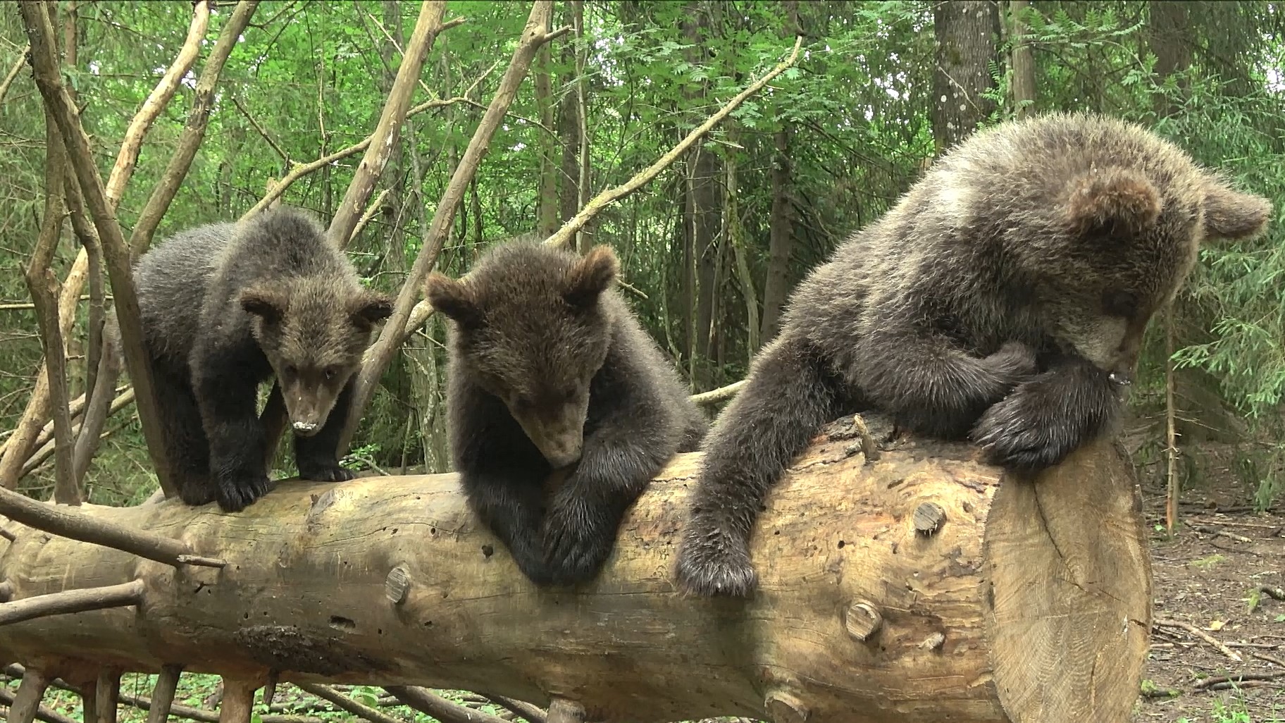 Тверские медвежата резвятся у любимого дерева на камеру