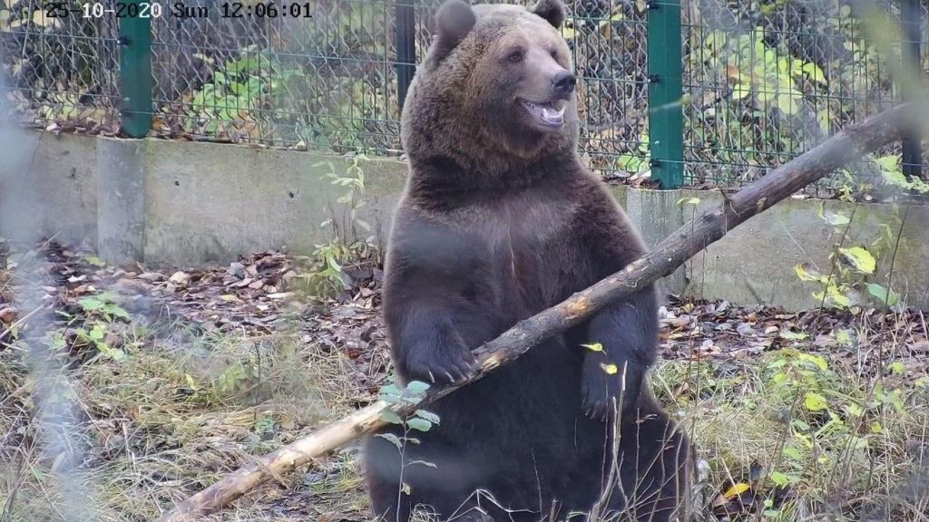 Авиамедведь  Мансур из Тверской области занимается фитнесом