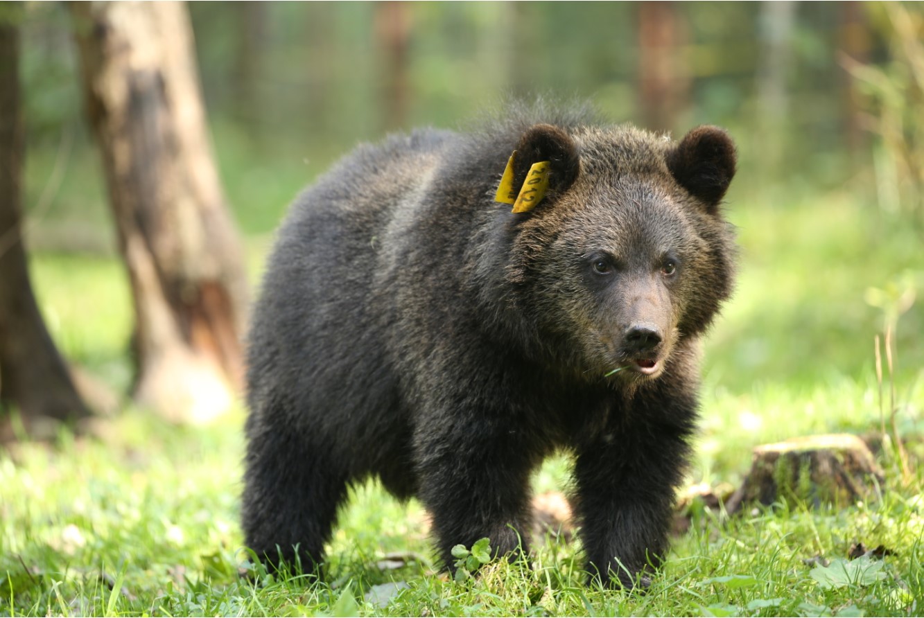 Медвежата-сироты из Тверской области готовятся к зимней спячке