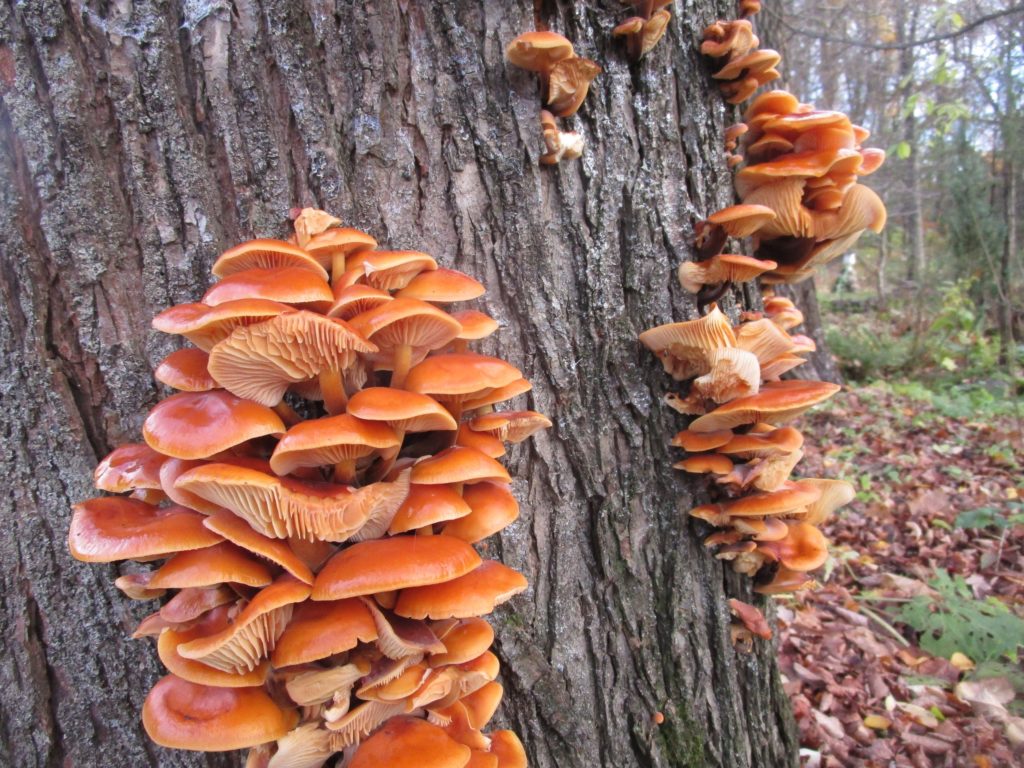 В Ботаническом саду Твери растут зимние опята В Ботаническом саду Твери растут зимние опята