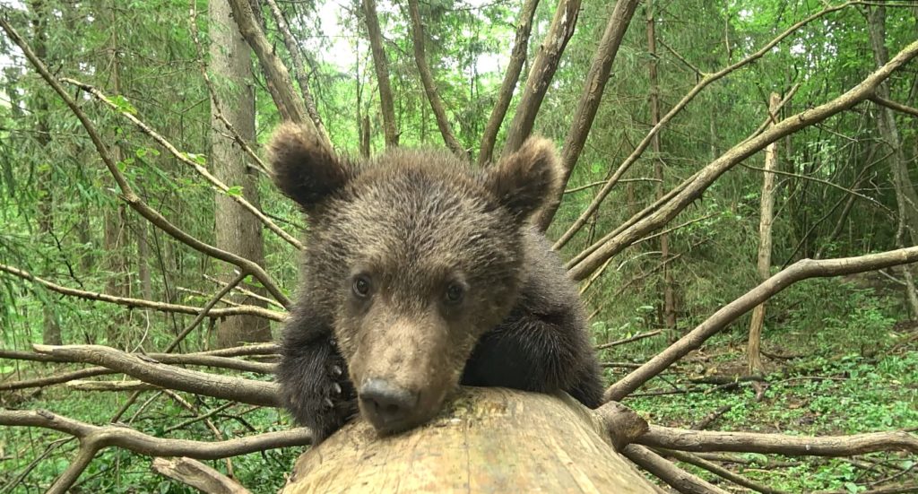 Тверские медвежата резвятся у любимого дерева на камеру Тверские медвежата резвятся у любимого дерева на камеру