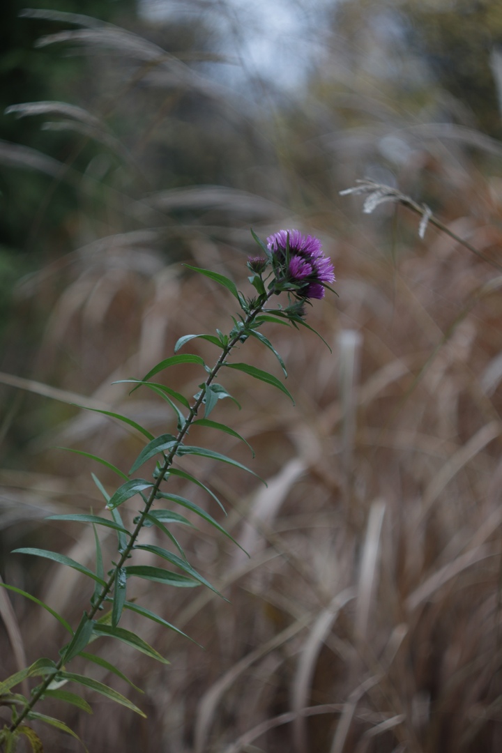 В сети появились фото таинственного ноября в тверском Ботаническом саду