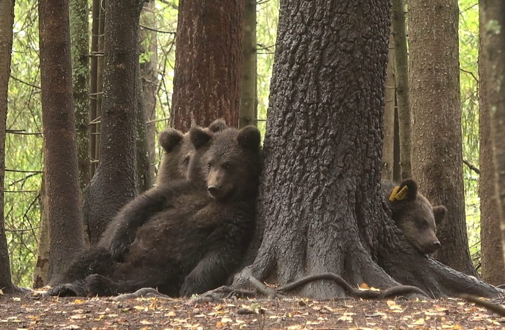 Тверские медвежата готовятся к самостоятельной жизни Тверские медвежата готовятся к самостоятельной жизни