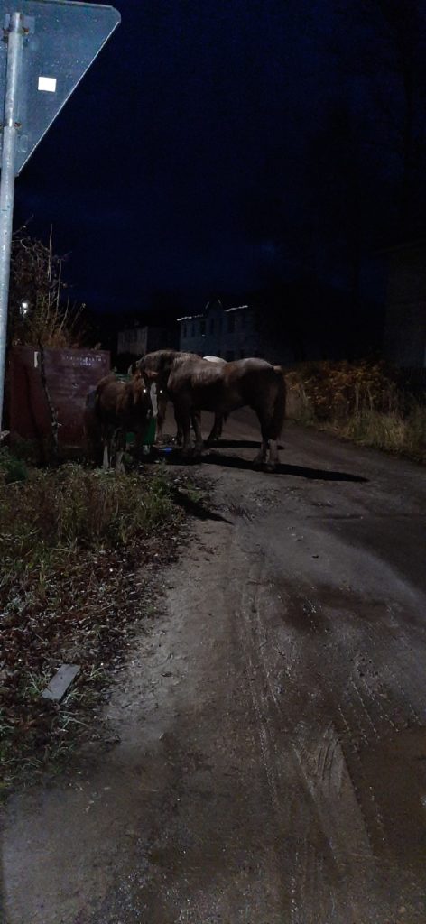 Конь валялся на детской площадке в компании коров в Тверской области