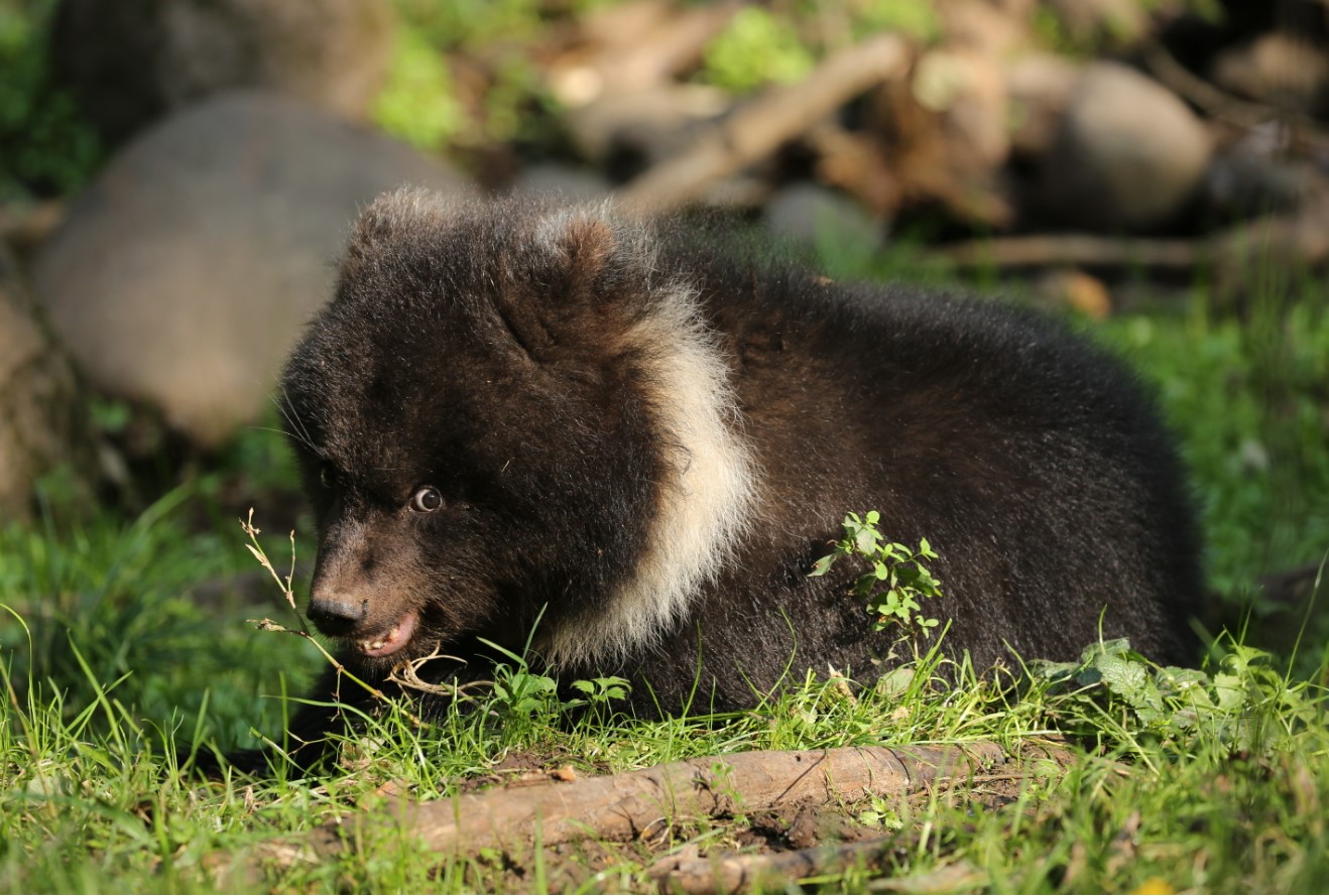 Медвежата-сироты из Тверской области готовятся к зимней спячке