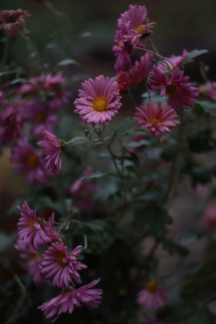 В сети появились фото таинственного ноября в тверском Ботаническом саду