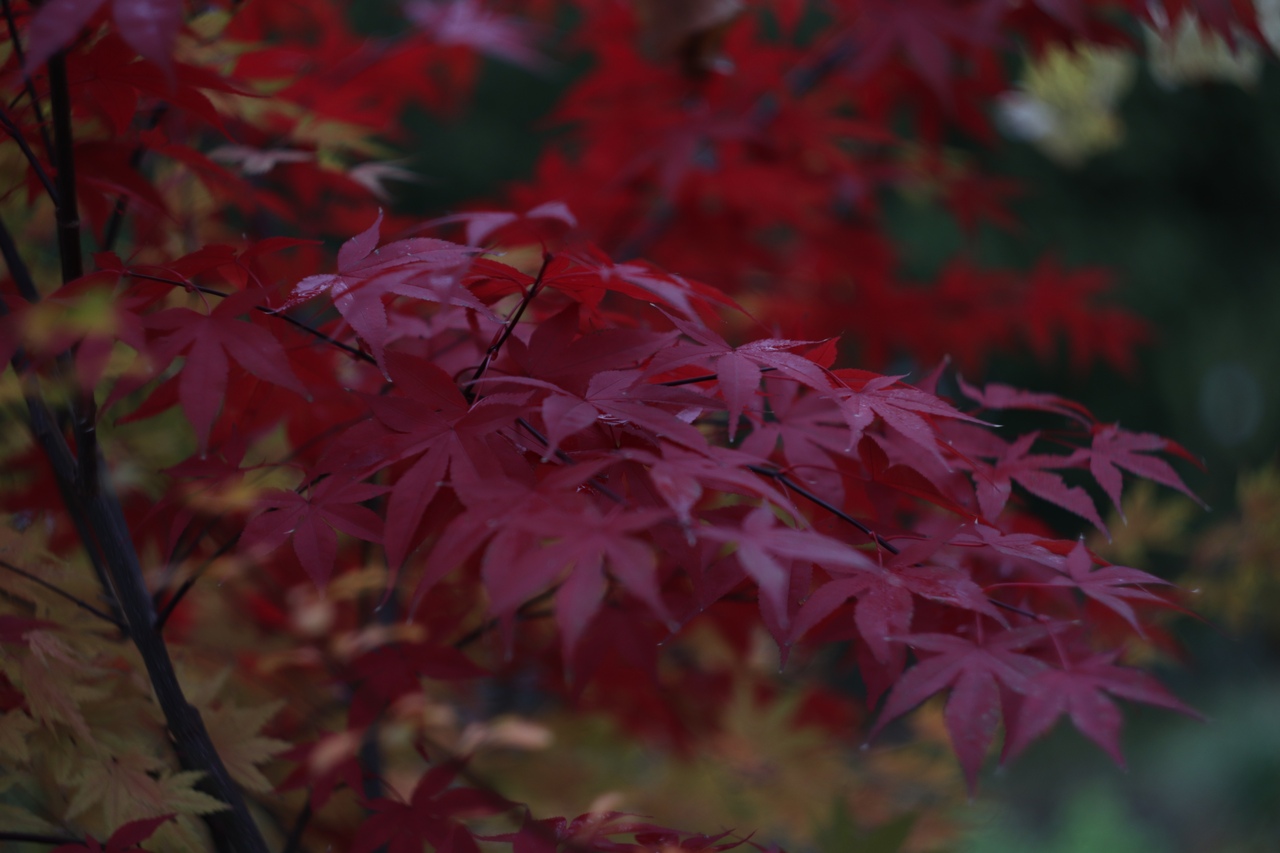 В сети появились фото таинственного ноября в тверском Ботаническом саду