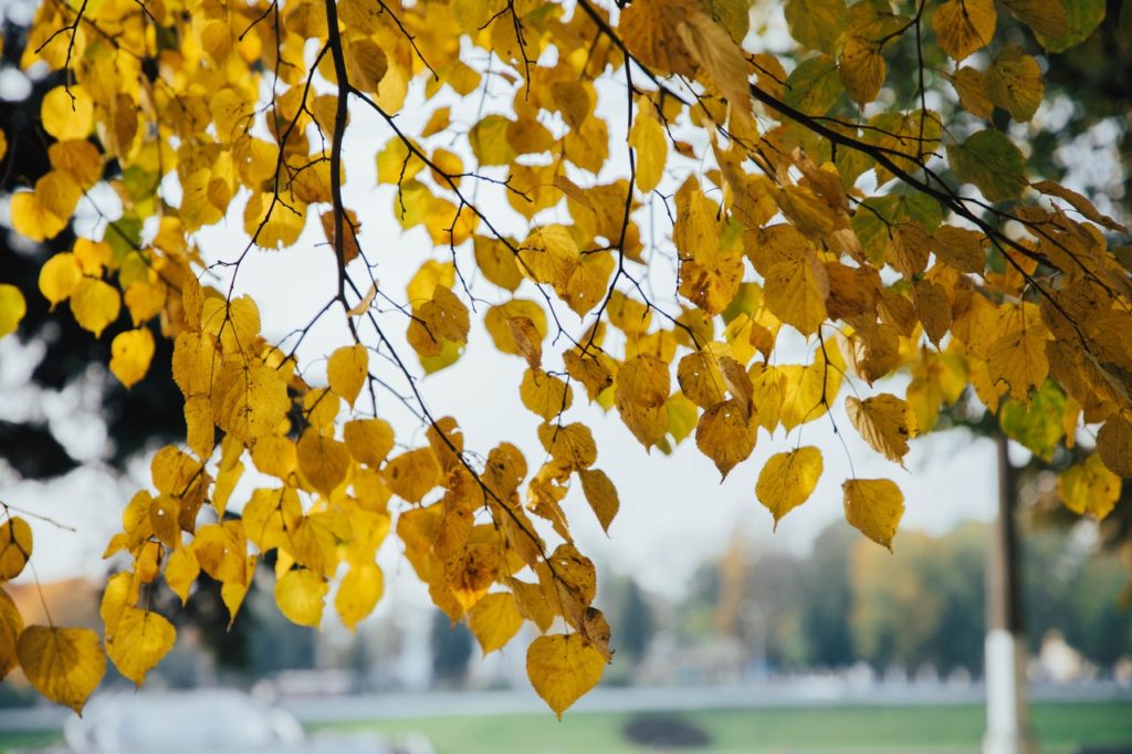 В Тверской области начало недели будет сухим и прохладным
