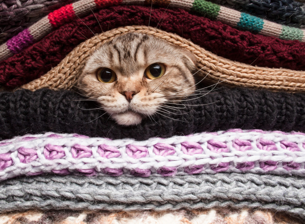 Ближе к середине недели жителей Тверской области ждут заморозки