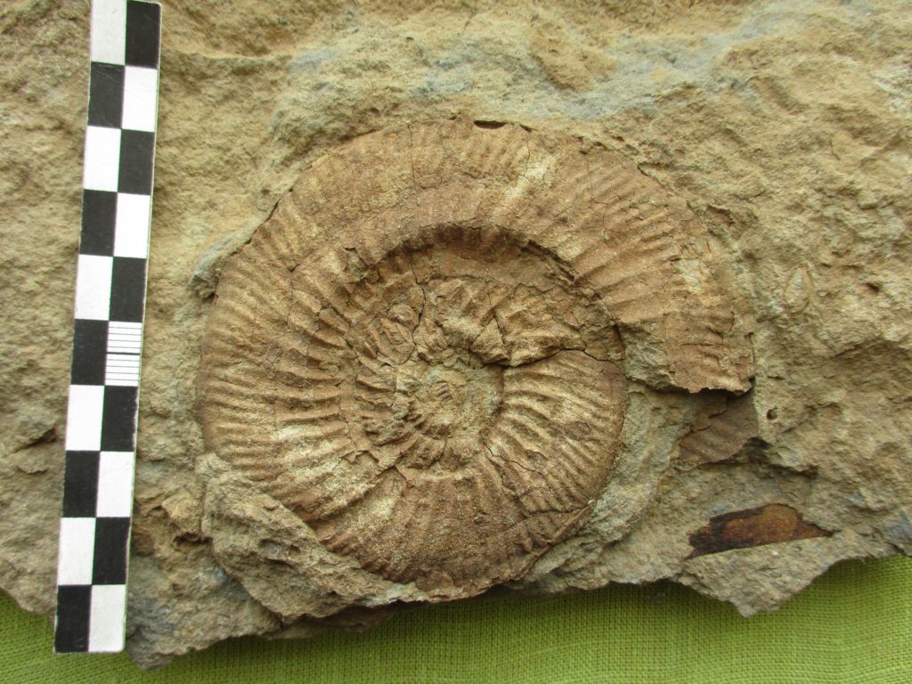 Директор музея в Тверской области нашел при раскопках юрских аммонитов