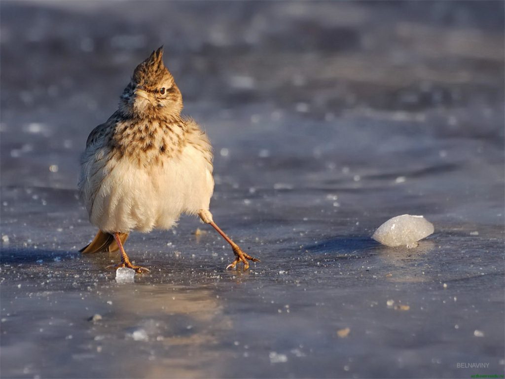 Выходные в Тверской области начнутся с потепления Выходные в Тверской области начнутся с потепления
