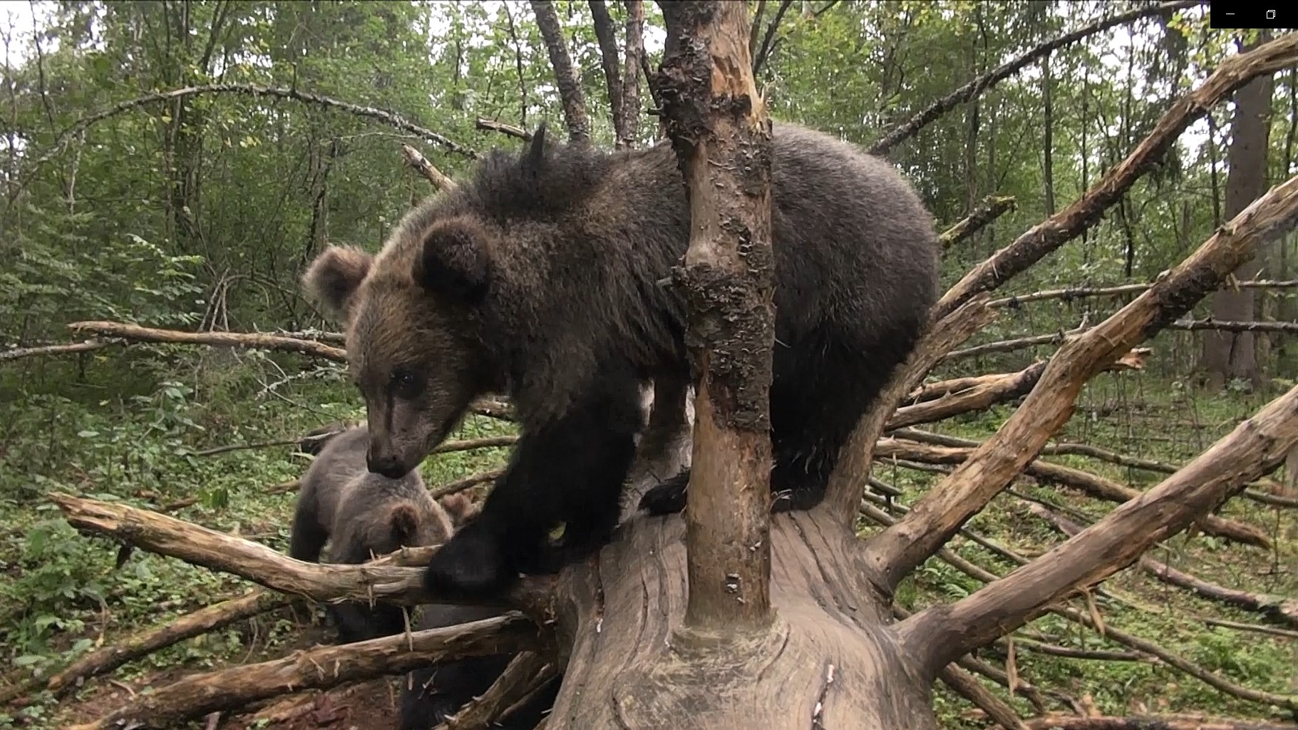 Тверские медвежата резвятся у любимого дерева на камеру