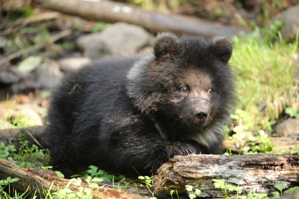 Медвежата-сироты из Тверской области готовятся к зимней спячке Медвежата-сироты из Тверской области готовятся к зимней спячке