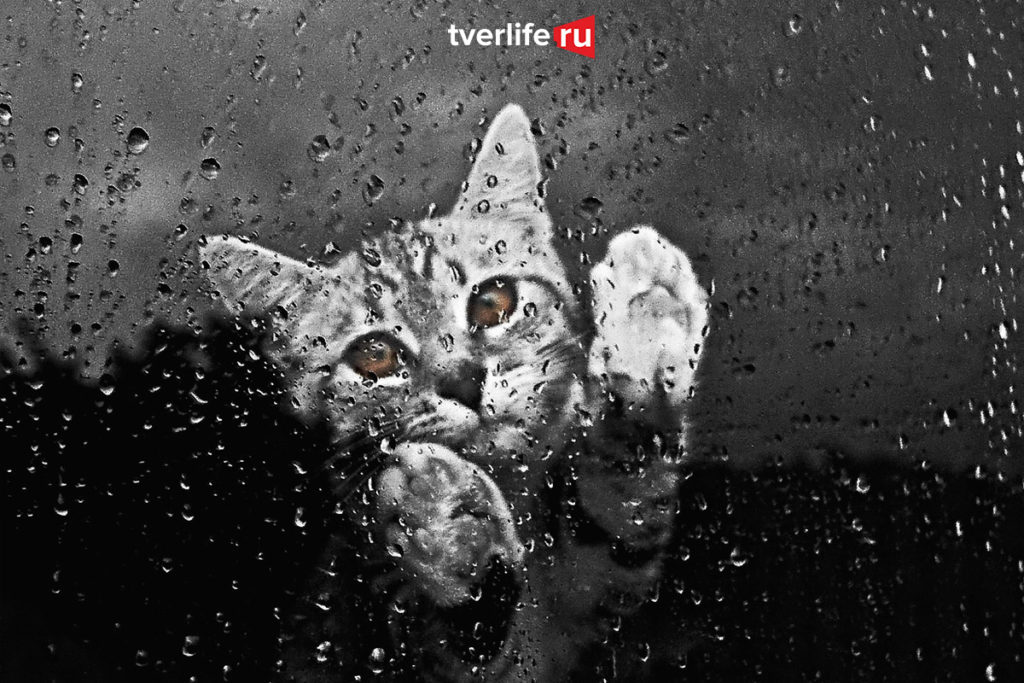 Со вторника в Тверскую область придут дожди Со вторника в Тверскую область придут дожди