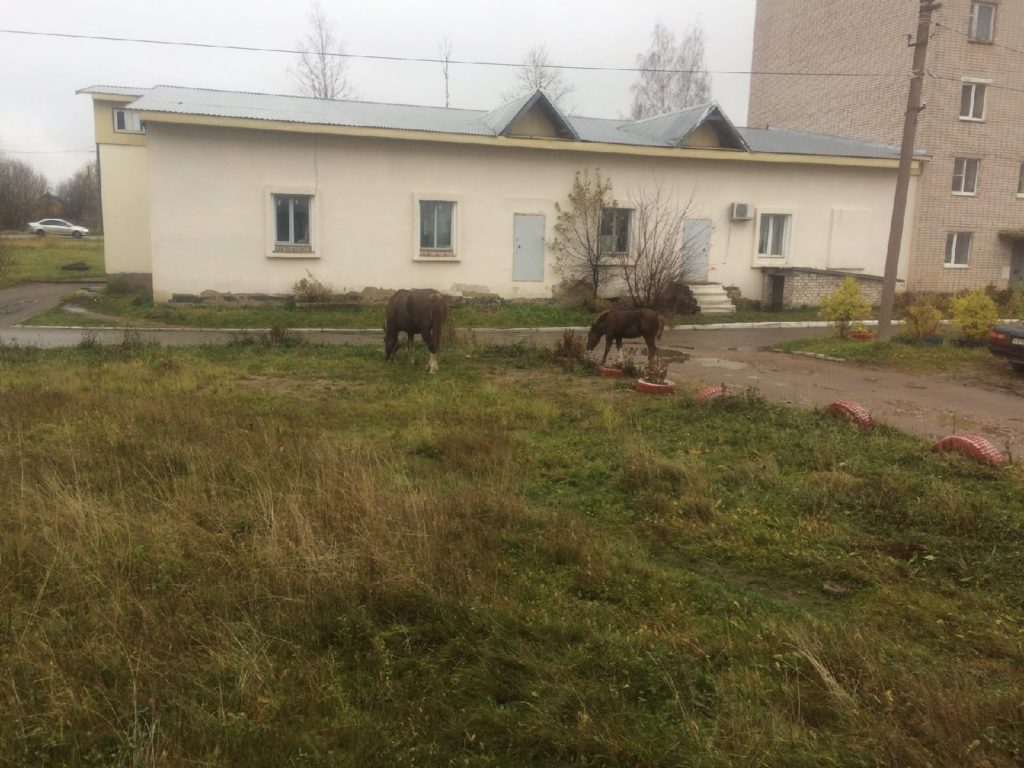 Конь валялся на детской площадке в компании коров в Тверской области