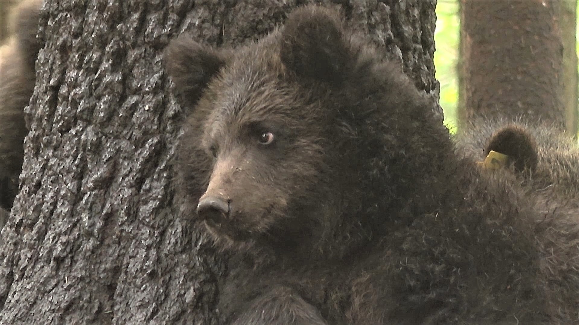 Тверские медвежата готовятся к самостоятельной жизни