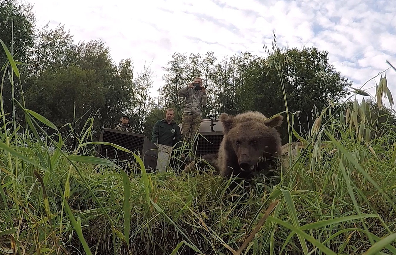 Новую партию медвежат из Тверской области выпустили в родные леса