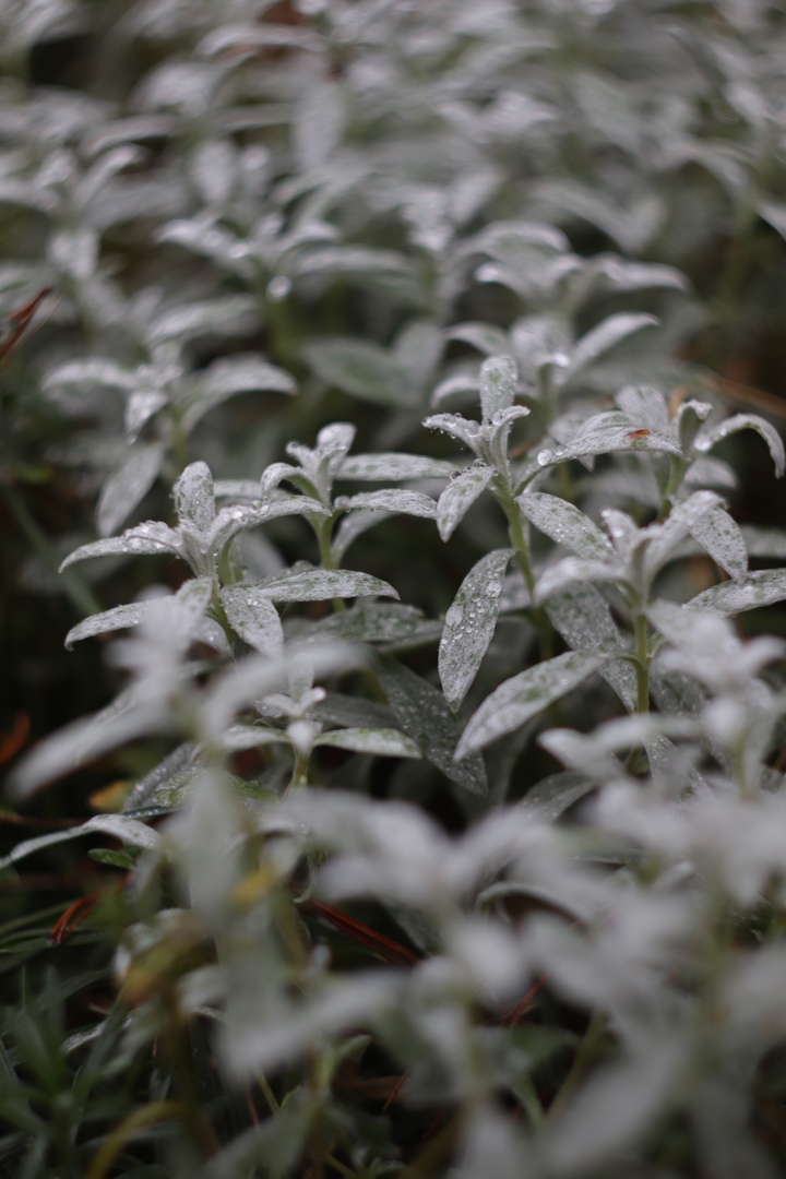 В сети появились фото таинственного ноября в тверском Ботаническом саду