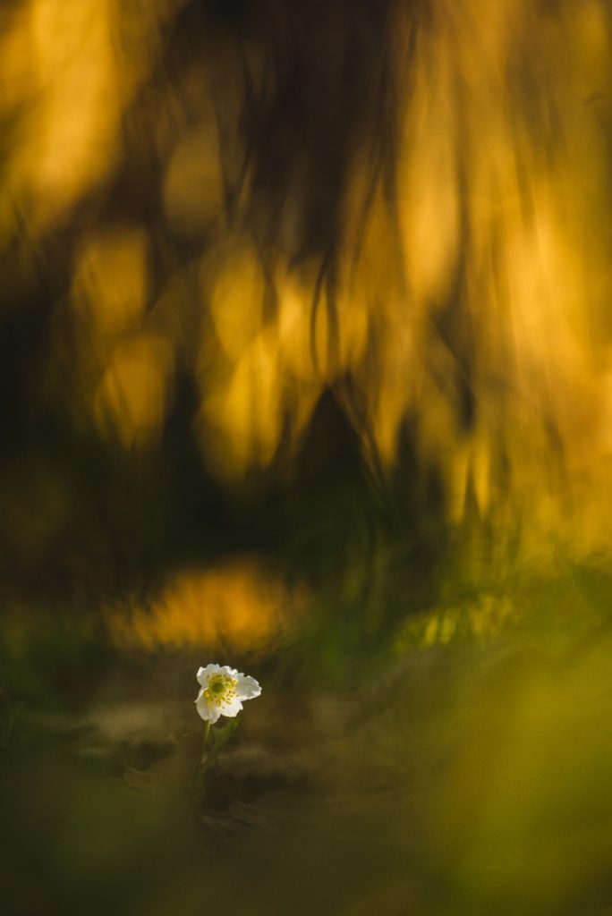 В Тверской области распустились весенние цветы