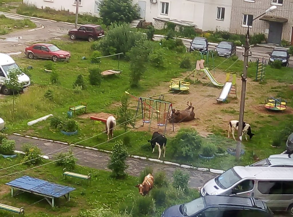 Конь валялся на детской площадке в компании коров в Тверской области