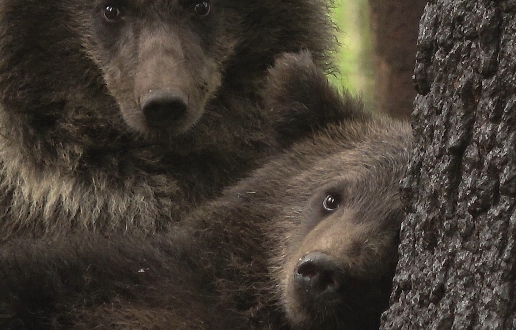 Тверские медвежата готовятся к самостоятельной жизни