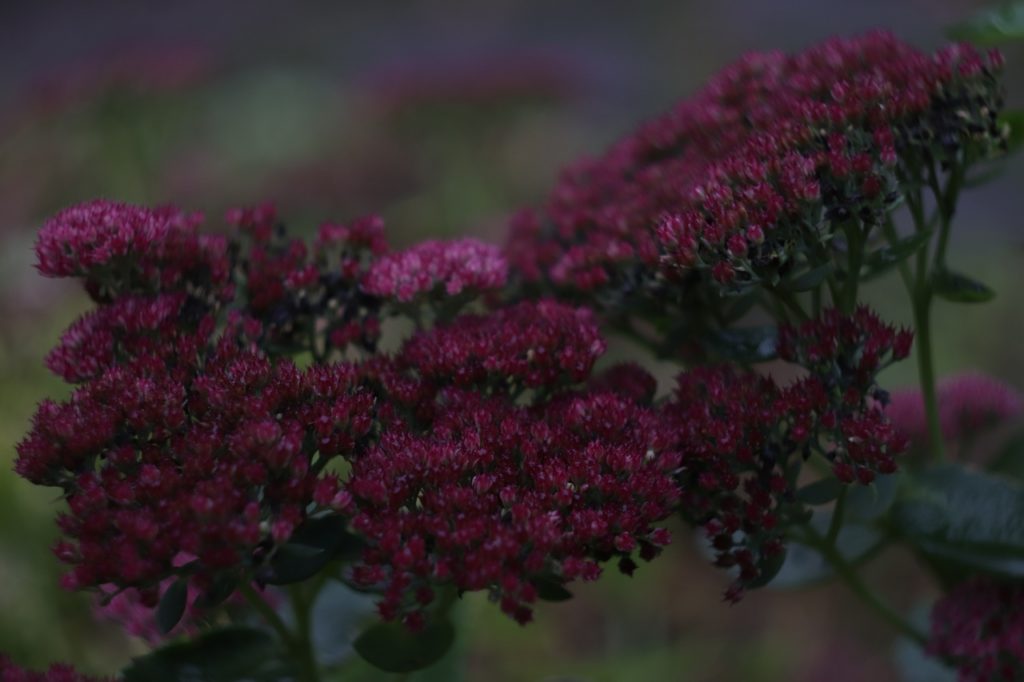 В сети появились фото таинственного ноября в тверском Ботаническом саду