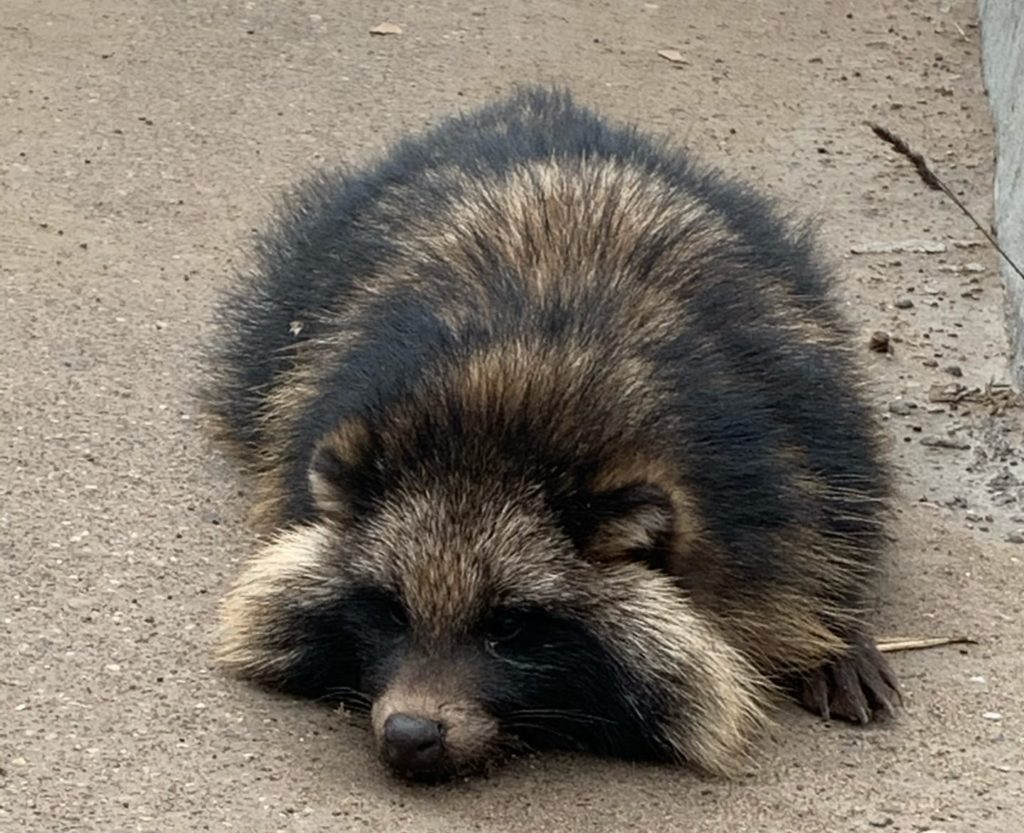 Енотовидную собаку обнаружили на Горбатом мосту в Твери