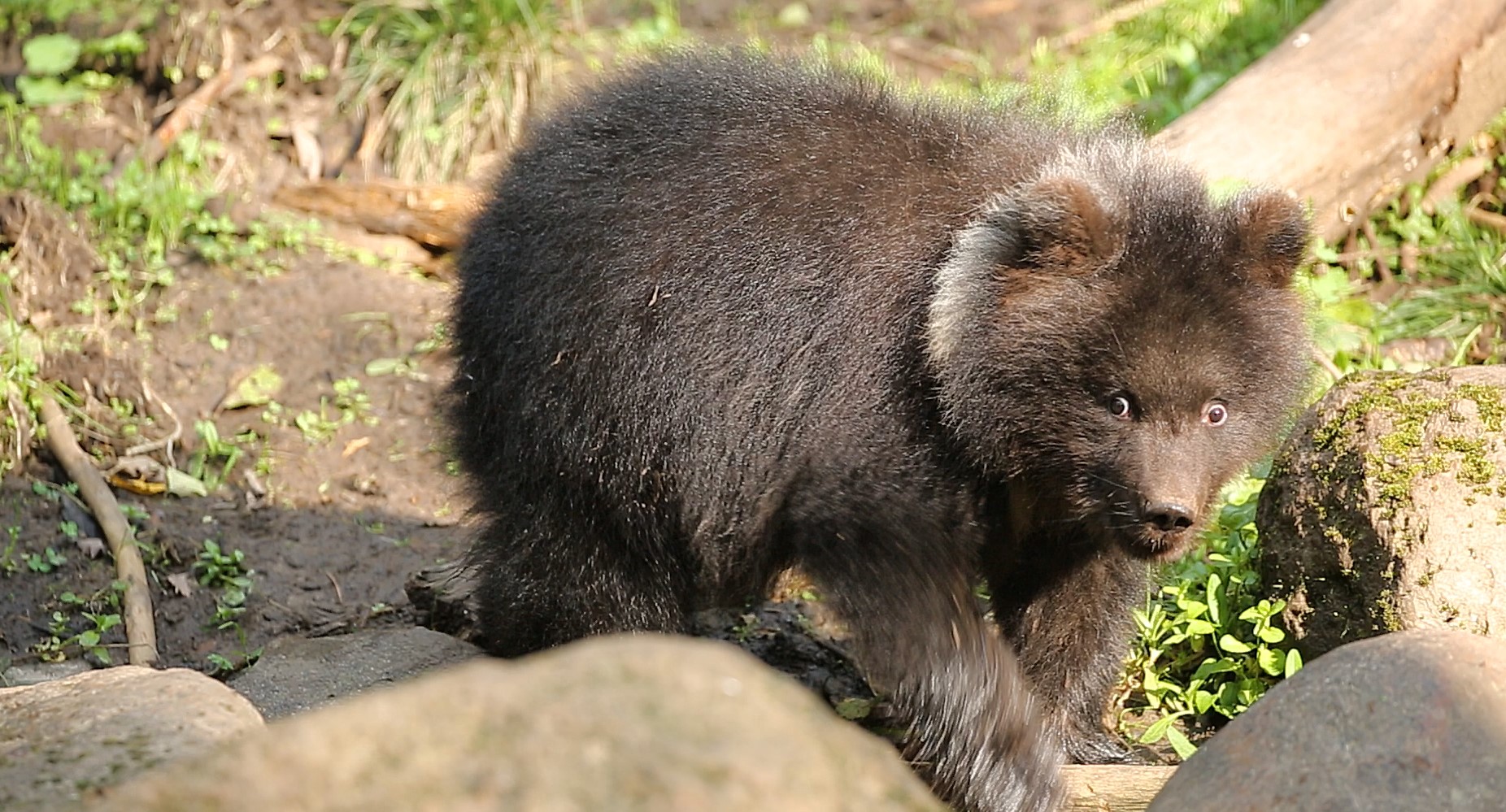 Медвежата-сироты из Тверской области готовятся к зимней спячке