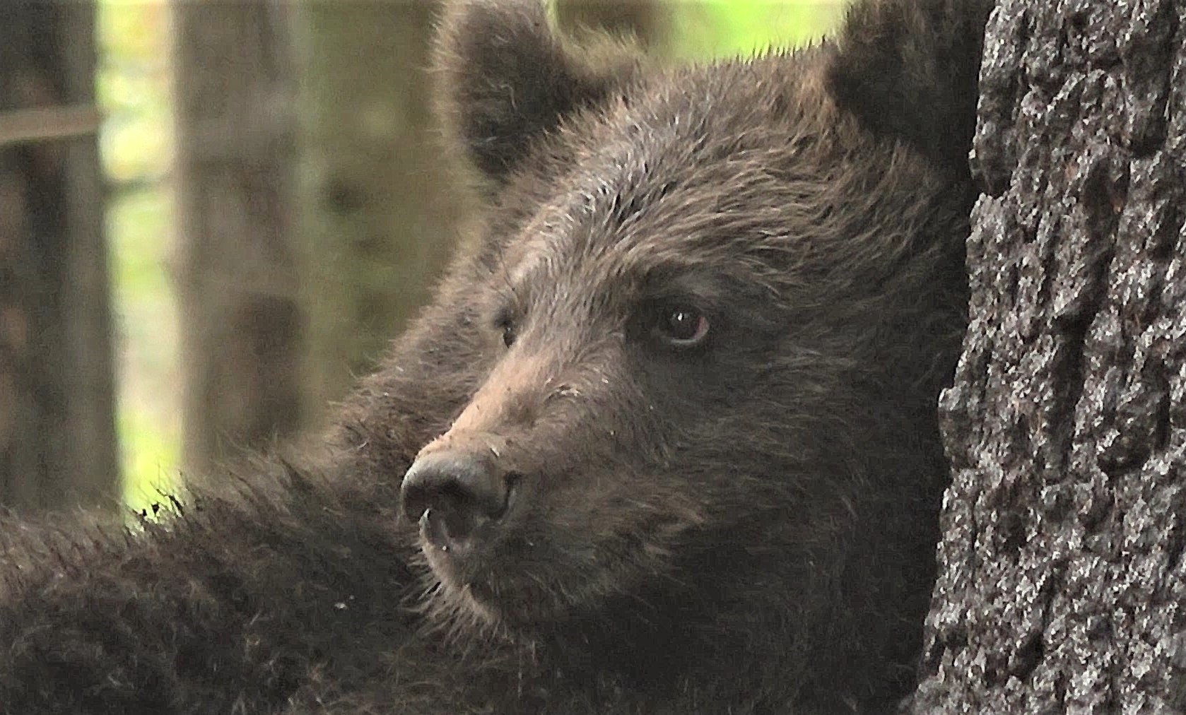 Тверские медвежата готовятся к самостоятельной жизни