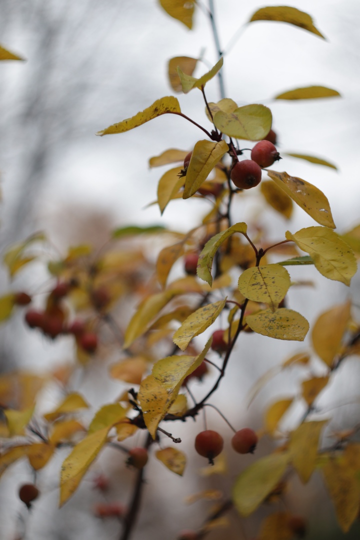 В сети появились фото таинственного ноября в тверском Ботаническом саду