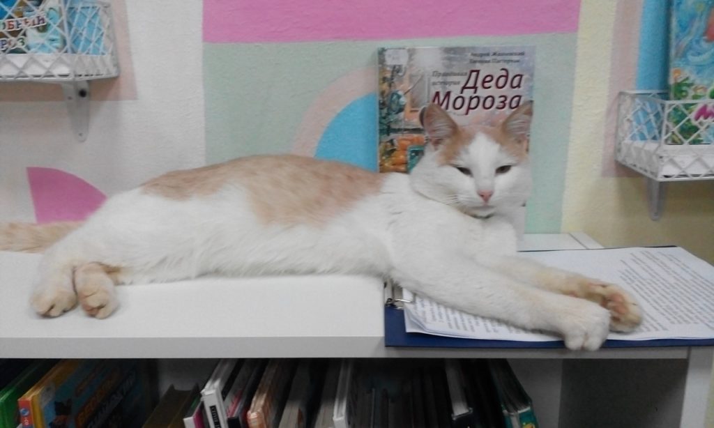 Новый пушистый мяу-менеджер проходит стажировку в библиотеке Тверской области