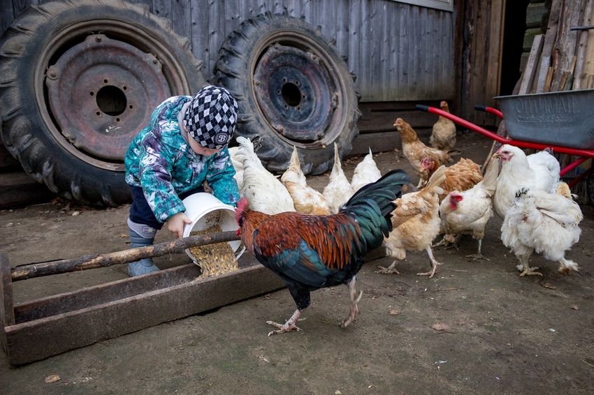 Народное голосование приблизило семью Гусевых из Лихославльского района к победе в конкурсе «Лучшее семейное подворье» и выигрышу автомобиля