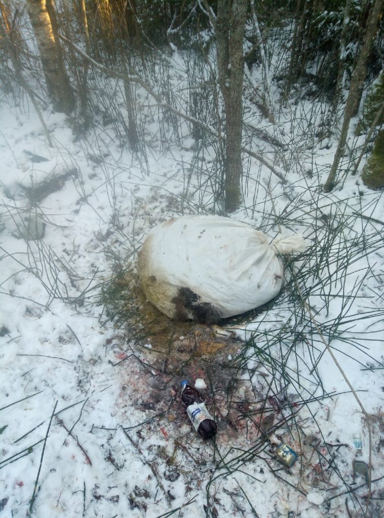 В Тверской области мужчина нашел мешок с отрезанной головой кабана В Тверской области мужчина нашел мешок с отрезанной головой кабана