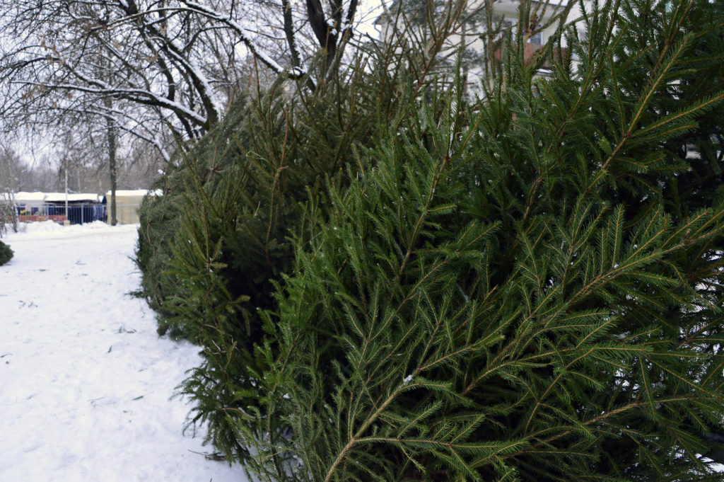 Стало известно, где и когда откроют ёлочные базары в Твери Стало известно, где и когда откроют ёлочные базары в Твери