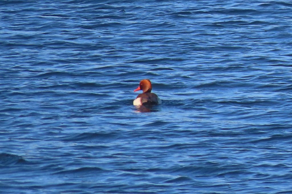 В Тверской области зарегистрировали новый вид птиц