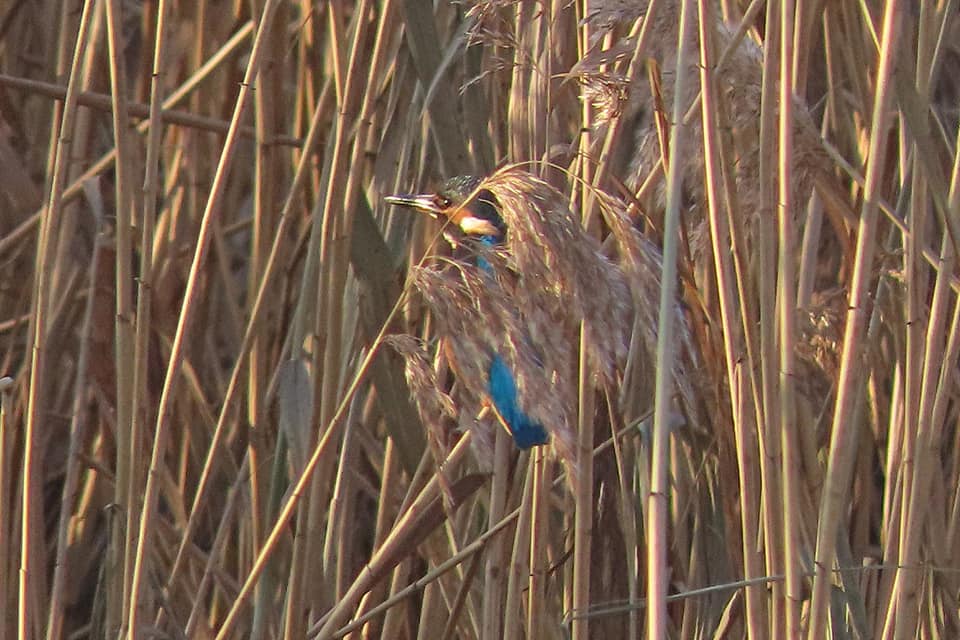 В Твери заметили большую редкость – голубого зимородка