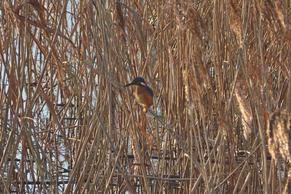В Твери заметили большую редкость – голубого зимородка