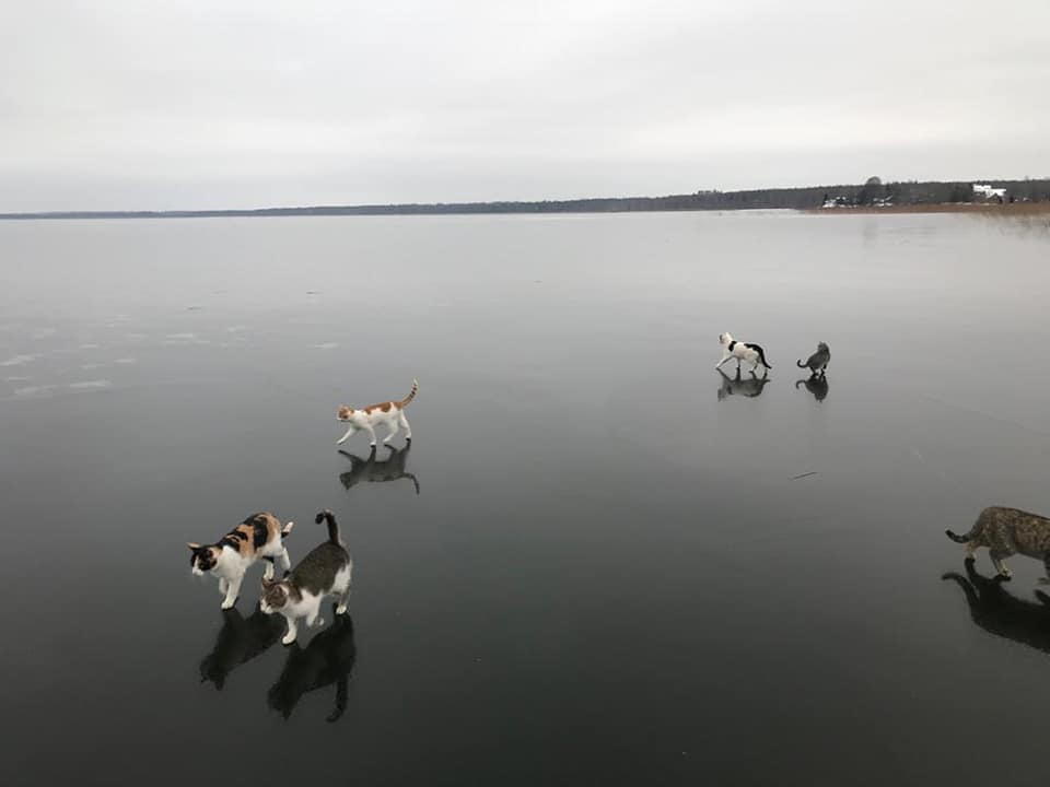 Котики, гуляющие по льду озера в Тверской области, привели в восторг пользователей соцсетей