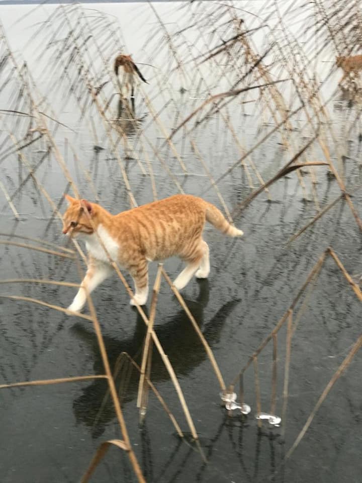 Котики, гуляющие по льду озера в Тверской области, привели в восторг пользователей соцсетей