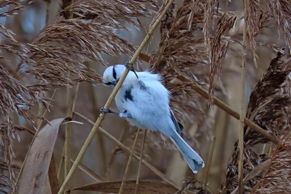 В Твери поймали в кадр редкую белую синицу