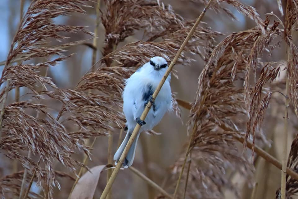В Твери поймали в кадр редкую белую синицу