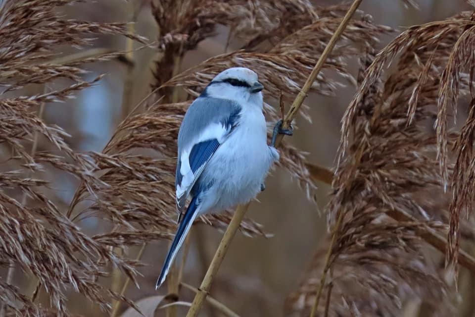 В Твери поймали в кадр редкую белую синицу