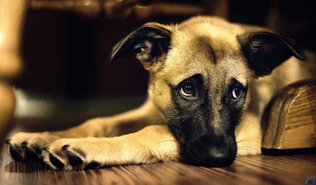 В Твери подарят надежду животным из приюта В Твери подарят надежду животным из приюта