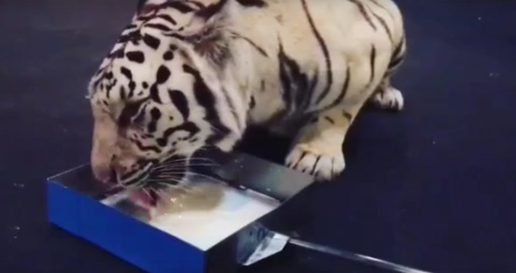 В сеть попало видео, как в тверском цирке маленький тигр пьет молоко В сеть попало видео, как в тверском цирке маленький тигр пьет молоко