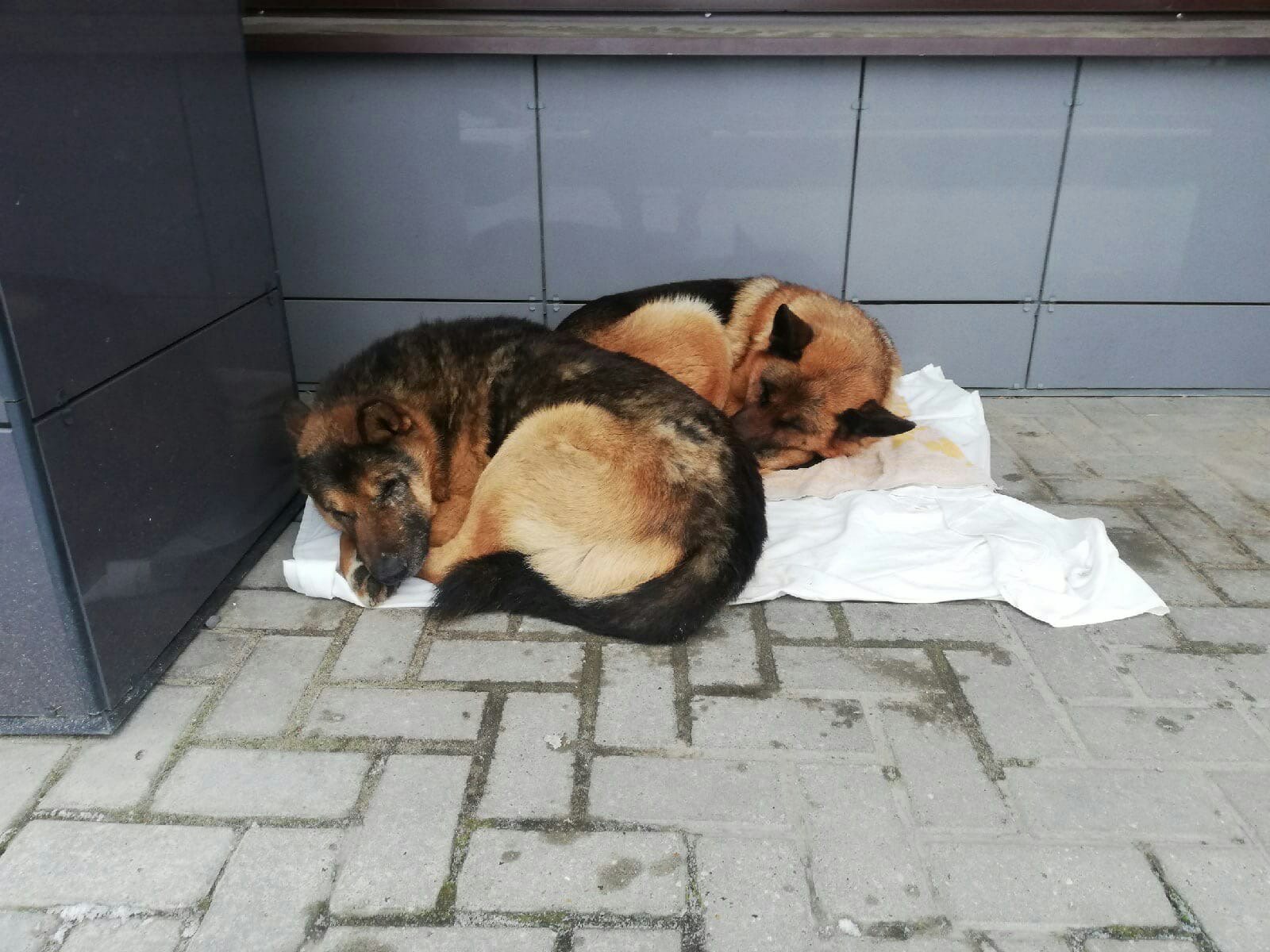 В Твери собака не оставила своего друга в беде