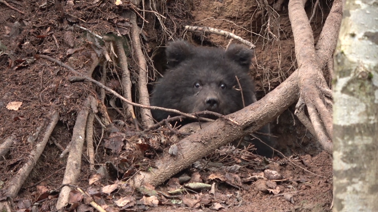 Пужина берлога или как медведица из Тверской области дом строила