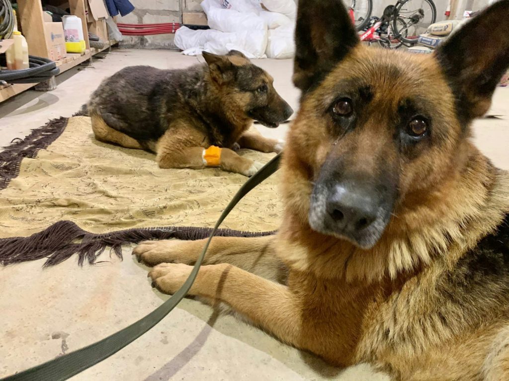 В Твери собака не оставила своего друга в беде