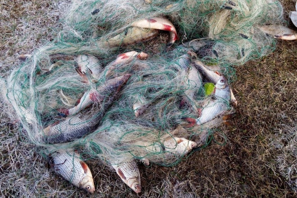 В Тверской области браконьер ловил рыбу в месте нереста В Тверской области браконьер ловил рыбу в месте нереста